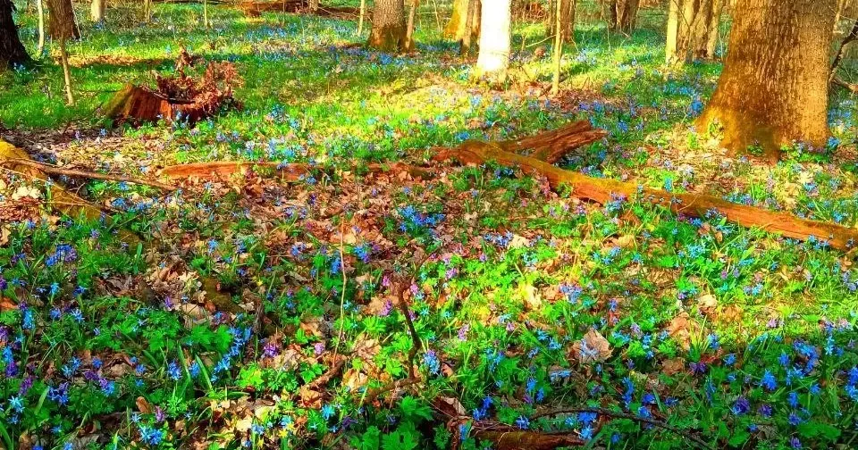 Фото НПП "Слобожанський" Операція "Первоцвіт": в НПП "Слобожанський" проводиться патрулювання території (ФОТО) на порталі Gromada Group